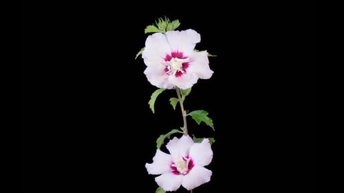 White and Magenta Flower Blooming on Black Background