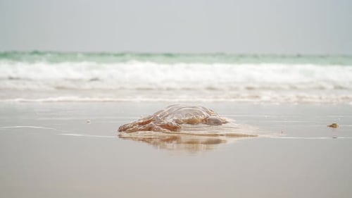riesige Quallen aus dem Wasser am Strand von Cadiz