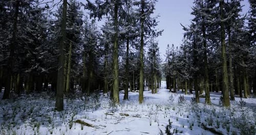 Snowy Forest Landscape with Tall Trees in Winter