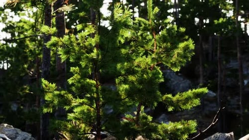 Lush Green Pine Trees Thrive in Rocky Terrain During Bright Daylight