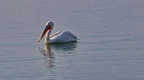 Pelican Floating On Calm Sea