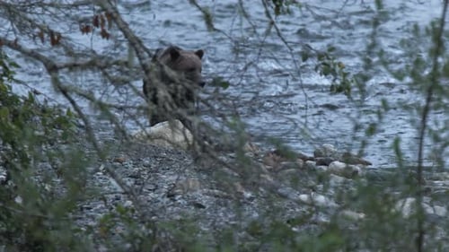 Blue hour grizzly bear walks river bank behind screen of tree branches