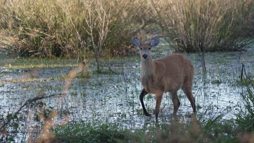 Marsh deer stalks through wetland grass, reflection in water
