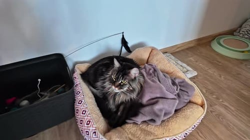 Maine coon cat lying on his lair in beautiful home, moving forward view