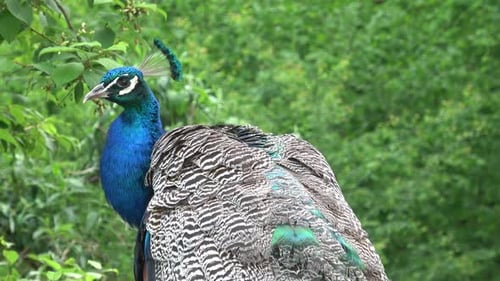 Indian Peacock, Peacock closeup, peacock head, peacock feathers, close up of peacock