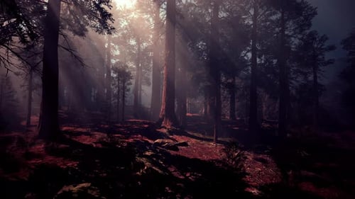 A Dense and Majestic Forest with Towering Trees Reaching Towards the Sky