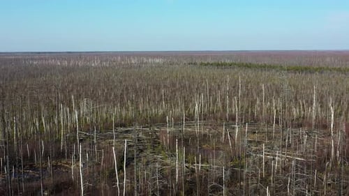 Survol d'arbres brûlés après un incendie de forêt, paysages de catastrophes naturelles.