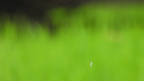 Spider Sits Still on its Web Outdoors