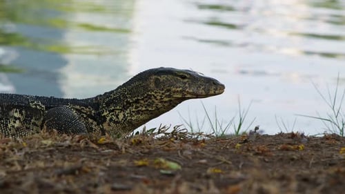 Alert monitor lizard by water's edge in natural habitat
