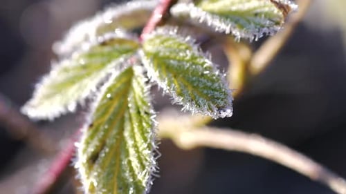 Slow orbit close up shot around green leaves with small ice crystals from winter frost.