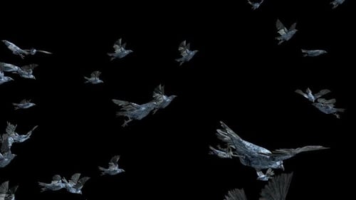 3D Animated Raven Swarm Flying Loop