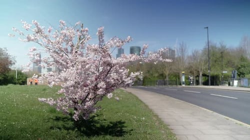 Beautiful cherry tree on the roadside in London in a windy and sunny day with a clear blue sky as a