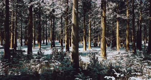 Winter Landscape Featuring Snow Covered Trees in a Tranquil Forest Setting
