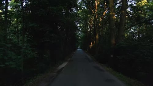 Câmera se movendo na estrada através da floresta com feixes de luz solar