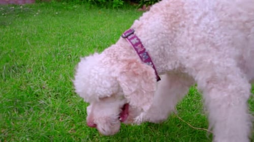 White dog fetching ball on green lawn
