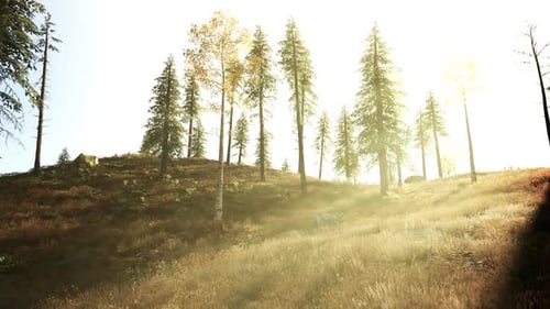La lumière du soleil filtre à travers les arbres sur une colline sereine en automne