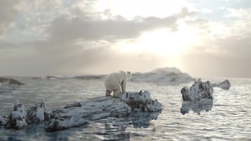 Eisbär Steht und sitzt alleine auf einem Felsen mit Nordpollandschaft