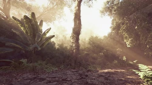 Sunlight Filters Through Dense Foliage in a Tranquil Forest Setting at Dawn