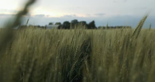 wheat, green, grass, farm, farming, crops, agriculture, sunlight, evening, sunset, nature, farm
