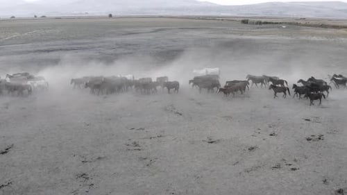 Shepherd and Horses