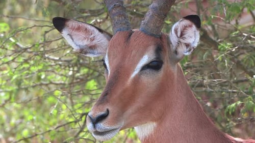Nahaufnahme von Kopf und Gesicht eines männlichen Impalas, der sich dann aus dem Bild bewegt. Krüger-Nationalpark,
S