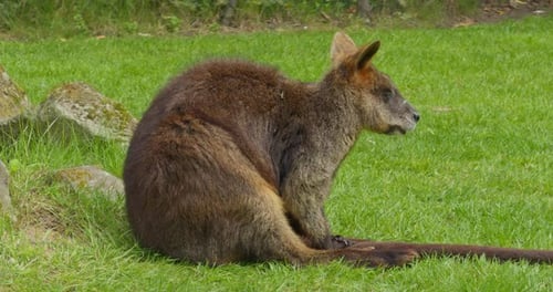 Nahaufnahme der Känguru-Wildtiere auf dem Gras bei Tag in natürlicher Umgebung