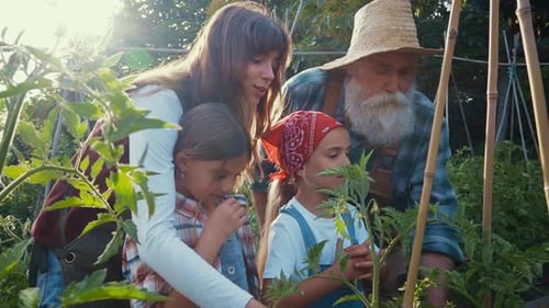 Family Growing Tomatoes Together in the Garden