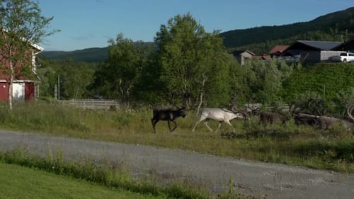 Passing Herd of Reindeer in a Sami Village in Northern Sweden