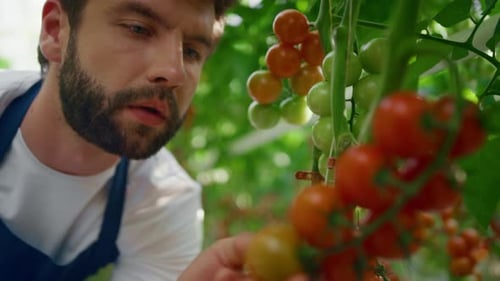 Man inspecting tomatoes quality at modern greenhouse farm plantation portrait