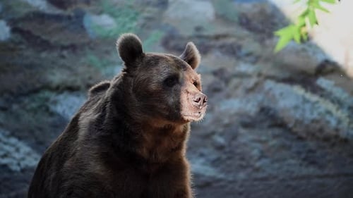 Majestic Brown Bear Close Up in Natural Habitat