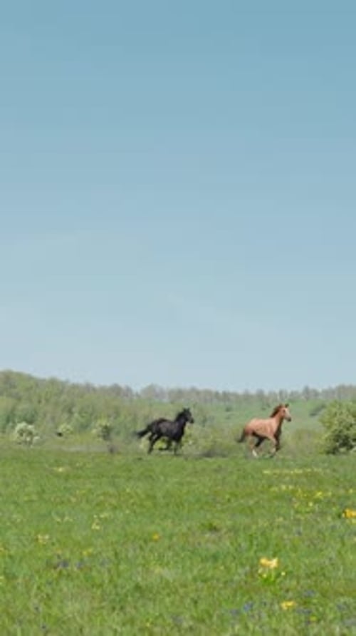 Black Horse Pursues Sorrel Running Along Boundless Field