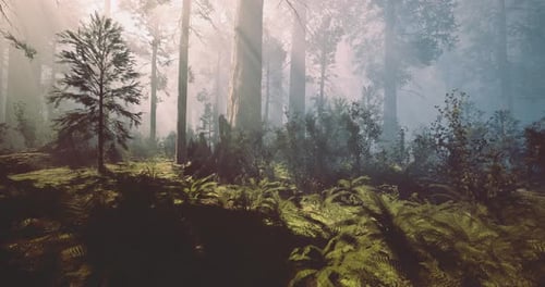 Misty Forest Glows with Sunlight Filtering Through Tall Trees in Early Morning