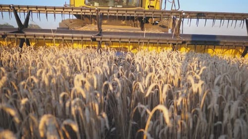 Close Up Knife of Combine Spinning and Cutting Yellow Ears of Wheat Modern Harvester Gathering Crop
