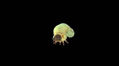Rhinoceros Beetle Larvae Front