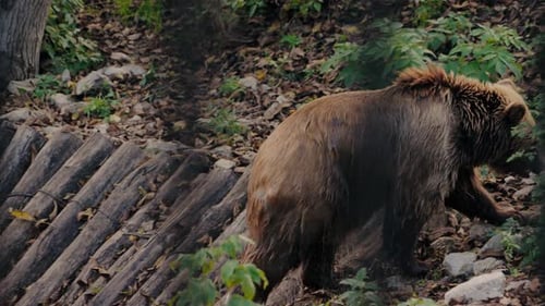 Brown Bear Walking in Zoo Enclosure