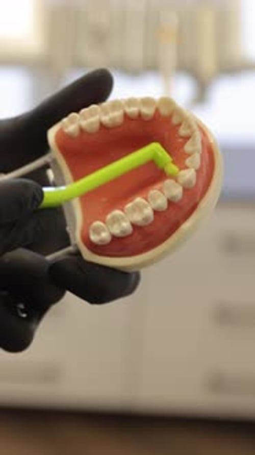 Dentist Demonstrating Interdental Brushing on Jaw Model