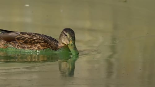 Duck Foraging for Food in Pond Water