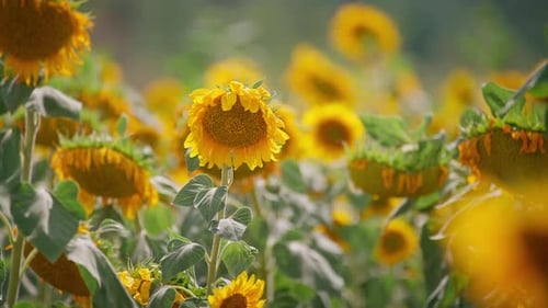 Sonnenblumen 4k