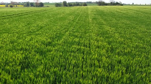 a drone flight over a green corn field in may