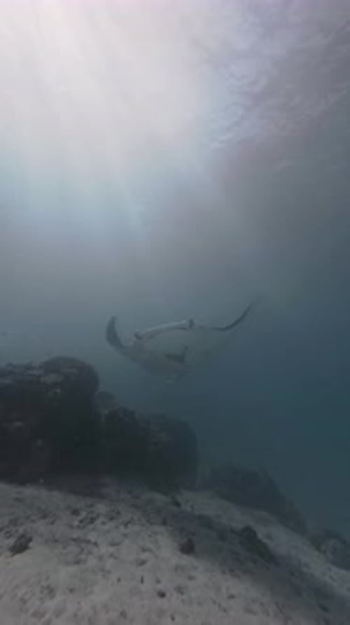 Graceful Manta Ray Gliding in Ocean Depths