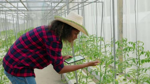Young Adult Examining Tomato Plants in a Greenhouse