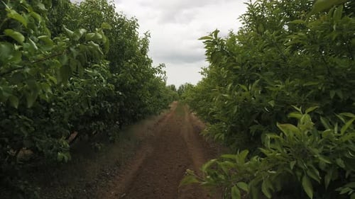 Sommergrüner Garten mit Bäumen