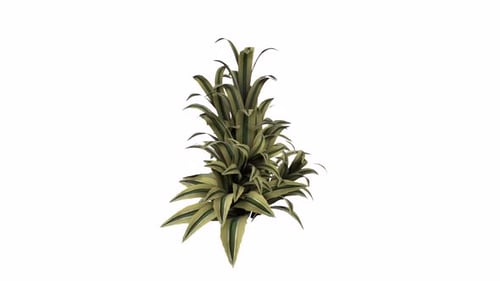 Tropical Shrubs 3d object rotating loop