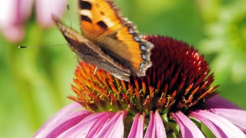 Macro shot of orange Small tortoiseshell butterfly collecting nectar from purple coneflower on green