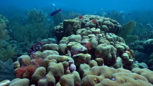 A kaleidoscopic landscape of hard and soft corals thriving in sun-dappled Caribbean shallow waters,