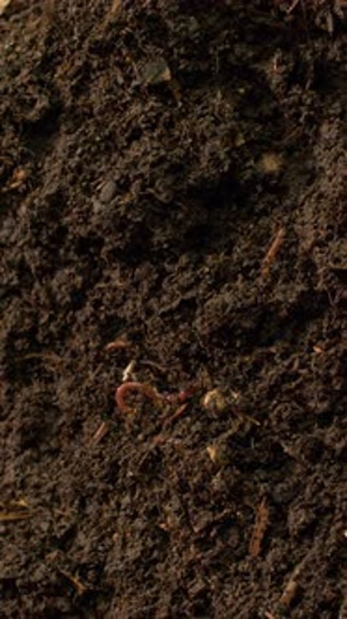 Soil Biology with Earthworms and Organic Debris Vertical