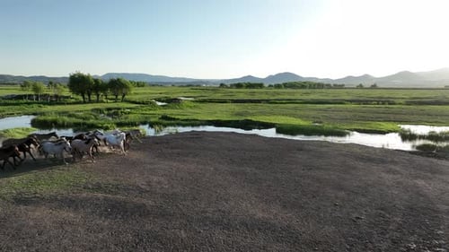 A tranquil herd of horses gathers on a dirt road beside a reflective waterway at golden hour