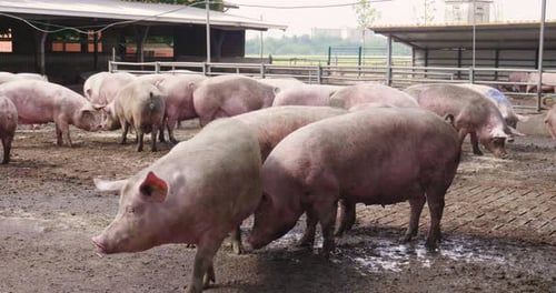 On the farm, group beautiful pigs (pink, brown) were let out for a walk al