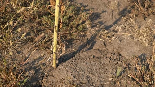 Abandoned Agricultural Dry Field Ground