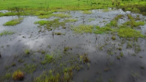 swamps and puddles on the edge of a tropical forest